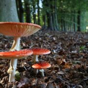 Fantastic Fungi, Mushrooms, Documentary