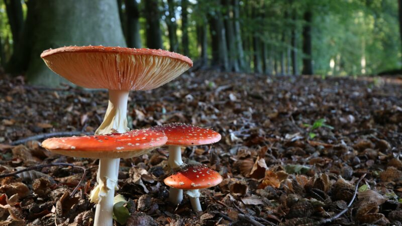 Fantastic Fungi, Mushrooms, Documentary