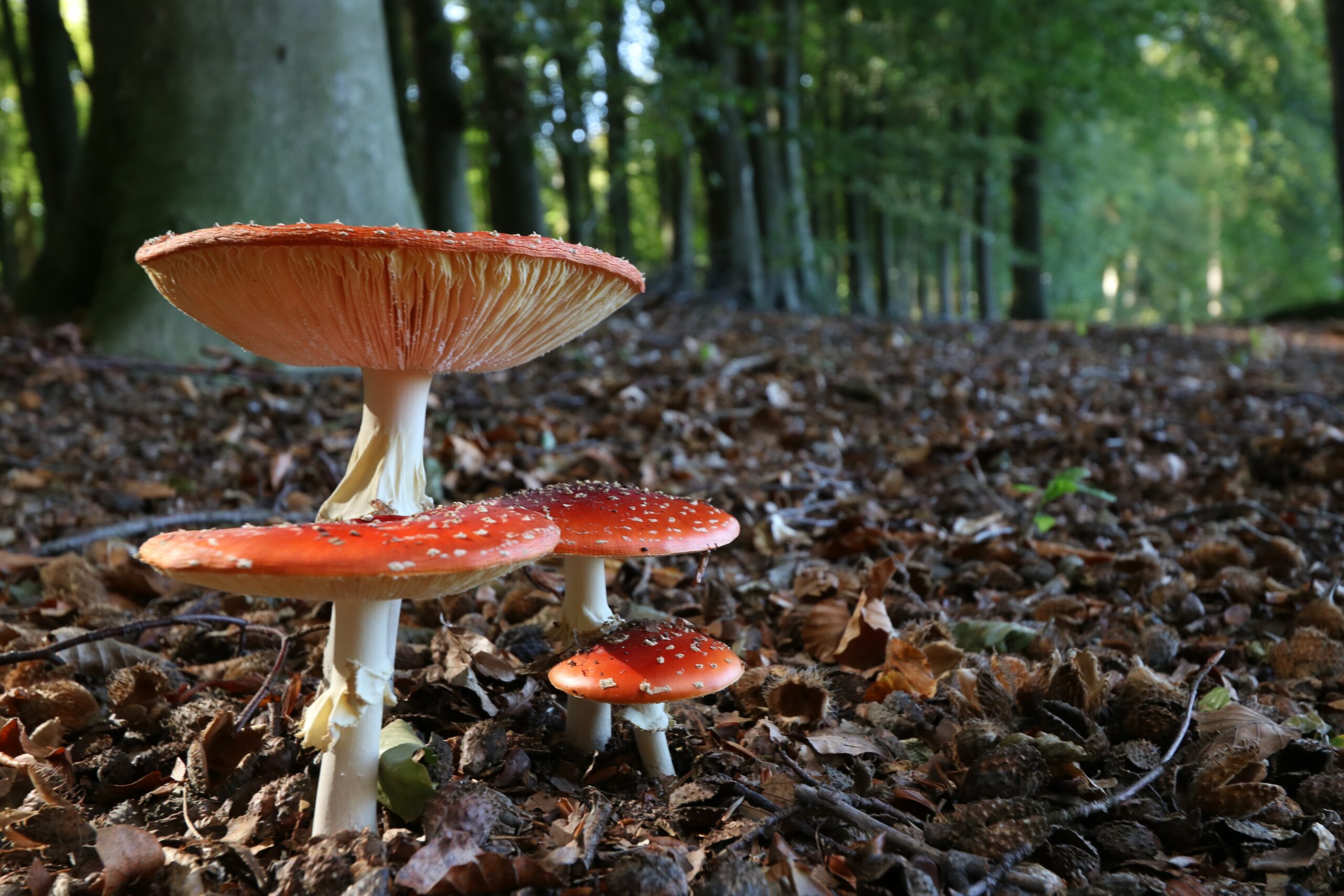 Fantastic Fungi, Mushrooms, Documentary