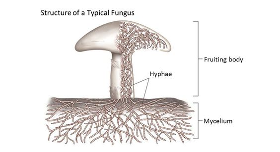 fantastic fungi, mushrooms, documentary